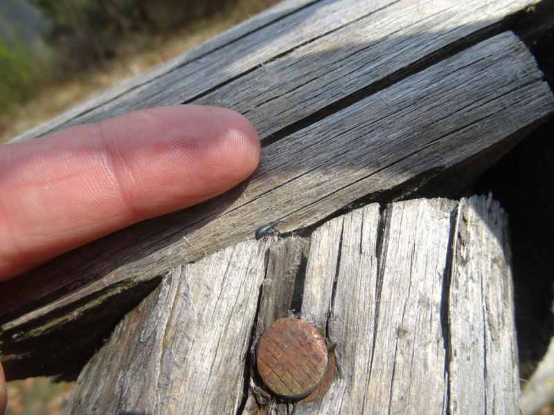 Curculionidae o Apionidae ?